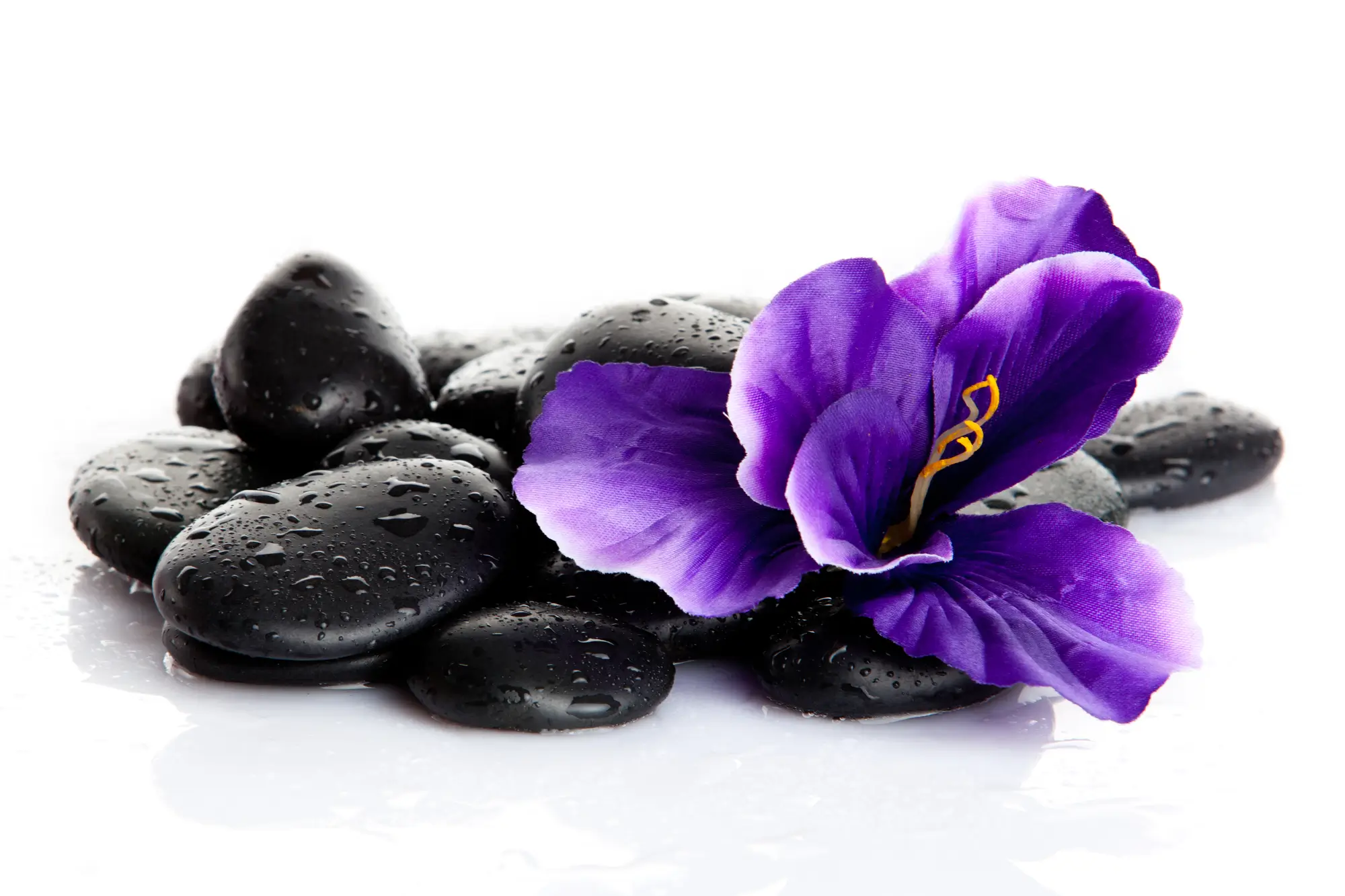 SPA-kövek szép lila virággal